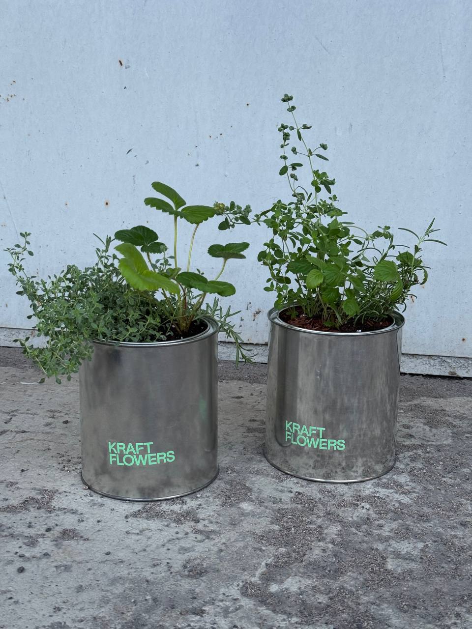 Микс пряных трав